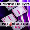 Érection De Tigre 33
